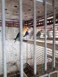 Agapornis Opalinos yellou face  opalinos azuis  verdes  portadores