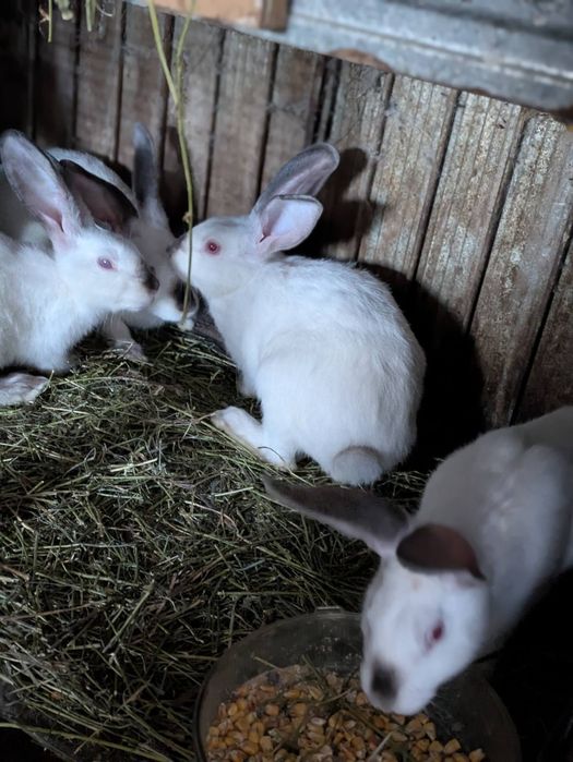 Кролі свійські різних порід