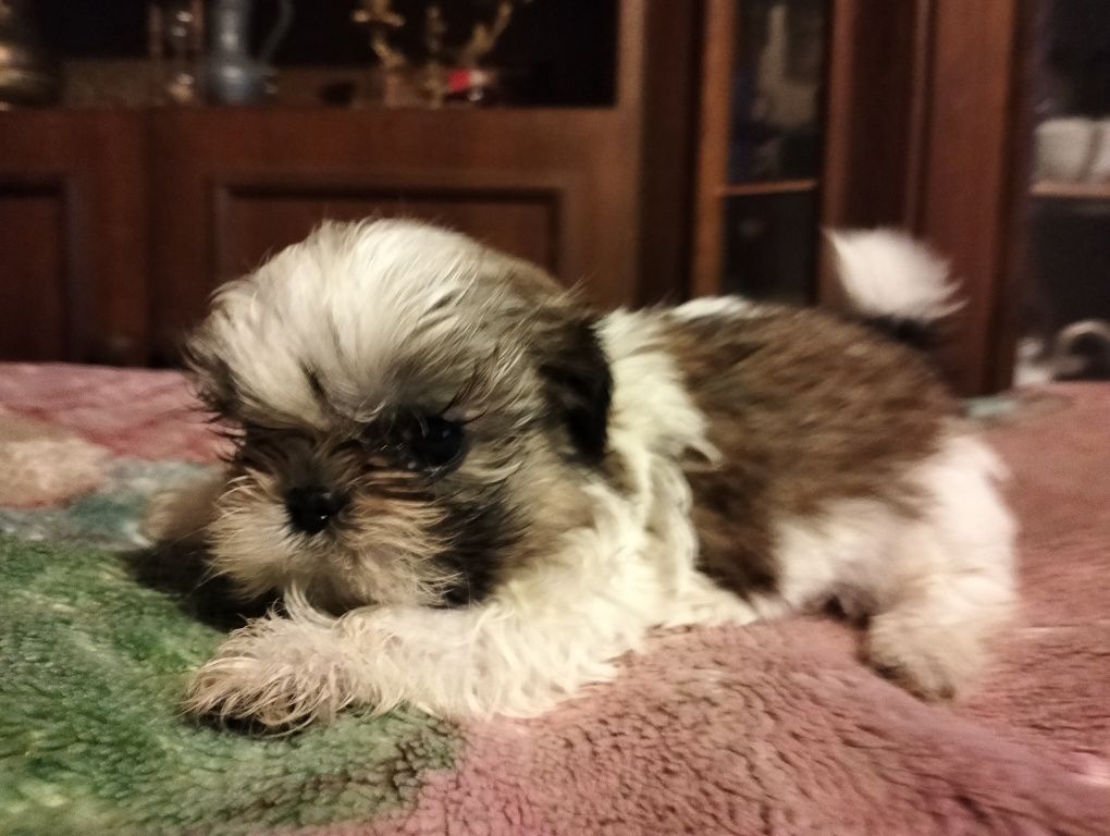 Cudowny piesek shih-tzu miniaturk