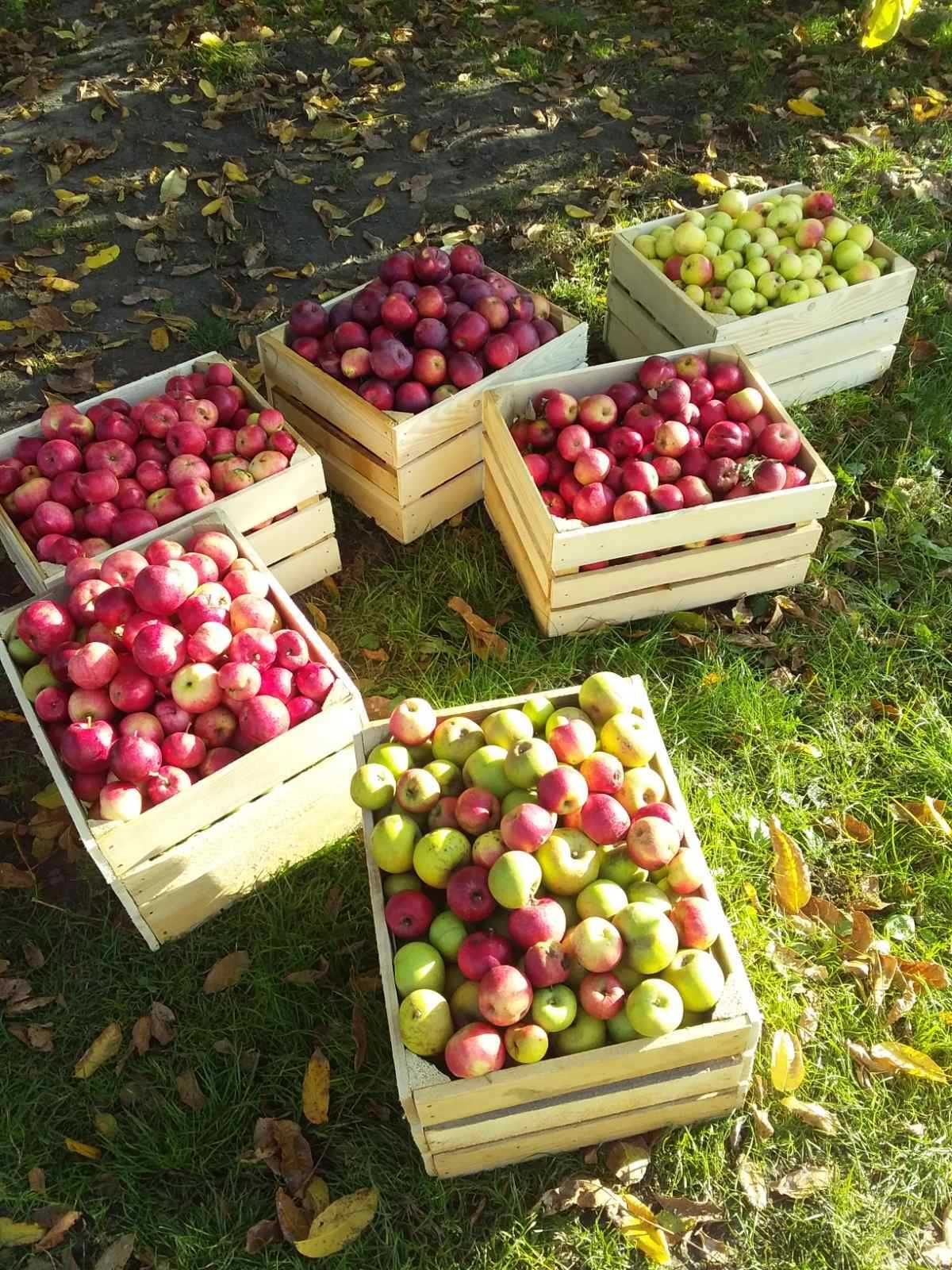 Драбини; Ящики; Держаки; Ручки для сокири, кувалди