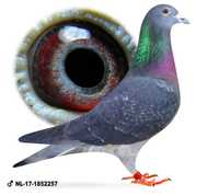 Młode 2024 para nr 128 Ardeny M. Buijk UNIKAT gołąb gołębie pocztowe