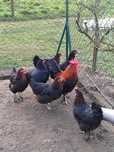 Kury rasy Marans