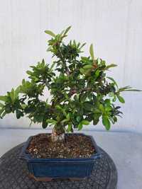 bonsai pyracantha shohin