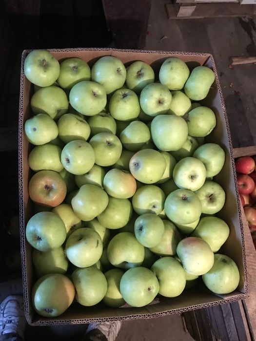 ЕКО Яблука домашні безкоштовна доставка