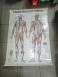 Mapa corpo humano
