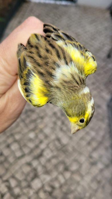 Um  Harze variegado macho ,três timbrados machos e três  fêmeas.