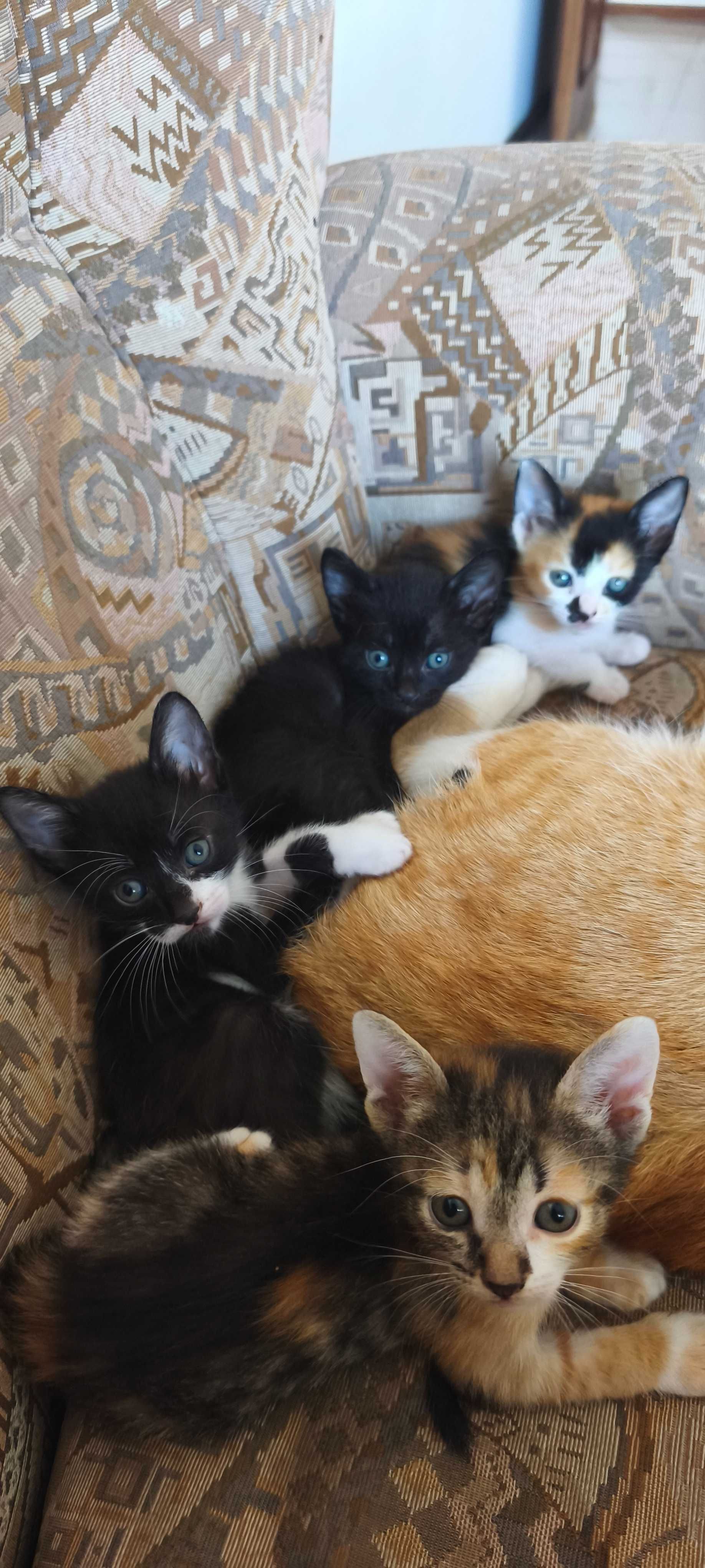 Gatinhos fofos para adoção