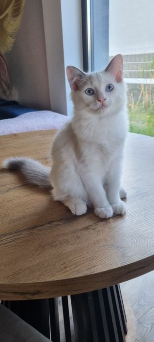 Ragdoll piękne koty do Felinoterapii FPL FIFE