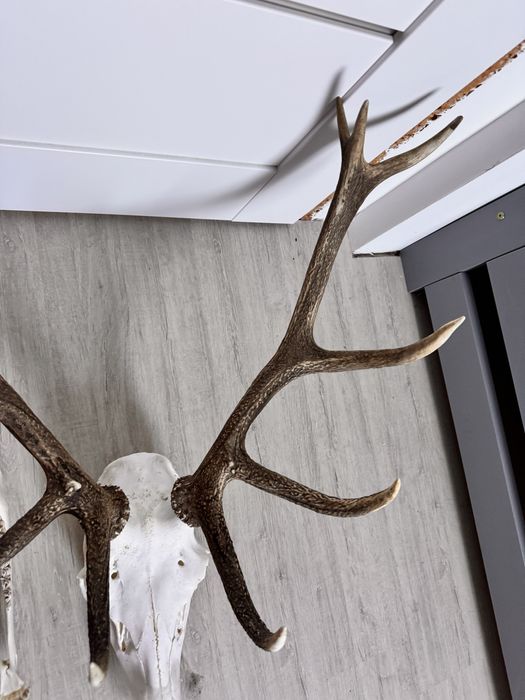 Poroże wieniec jeleń byk dwunastak nieregularny 4.2 kg