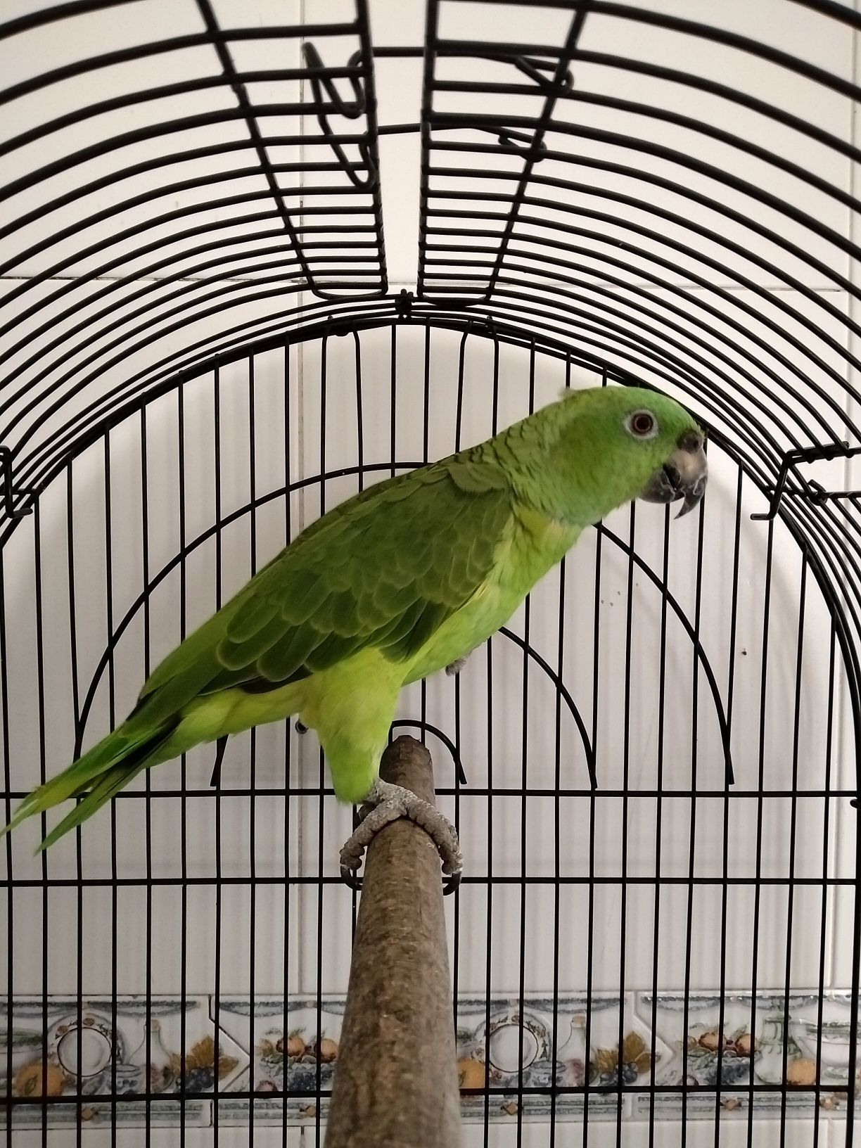 papagaio amazonas auropalliata fêmea aceito troca