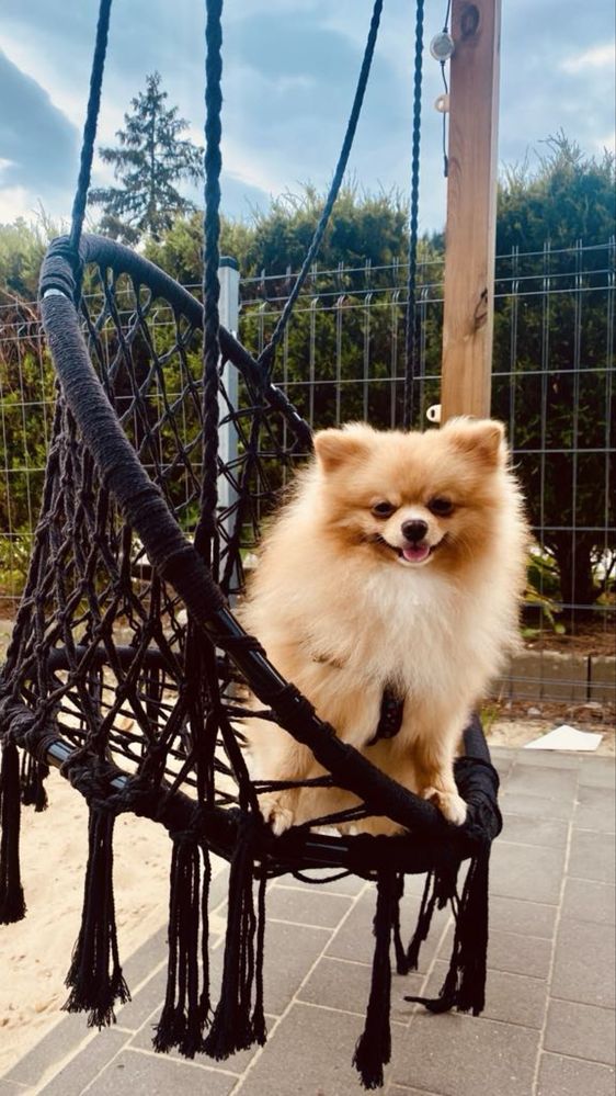 Reproduktor Szpic miniaturowy pomeranian