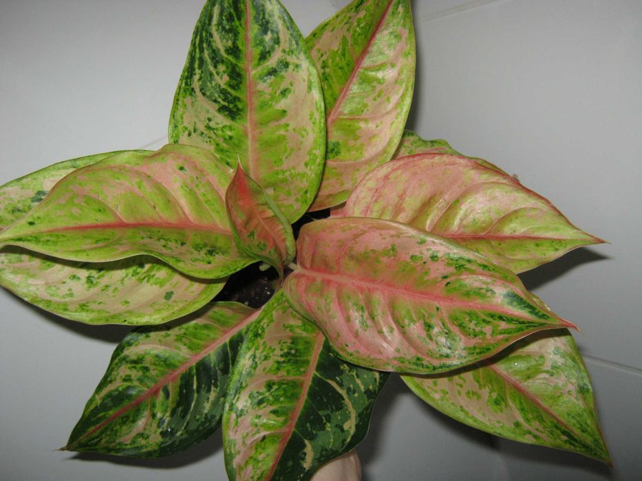 аглаонема калатея филодендрон алоказия разные сорта детки от 100грн