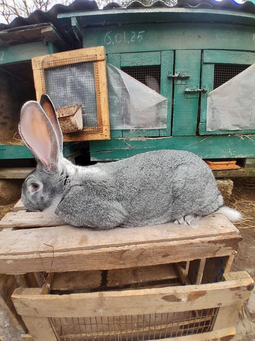 Кролі породи шиншила