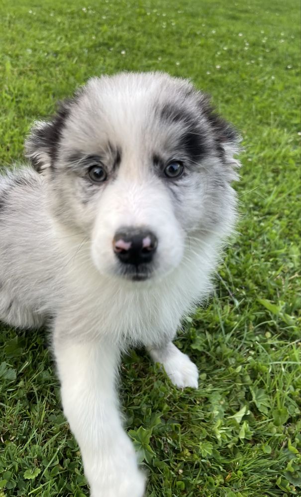 Border Collie szczeniak