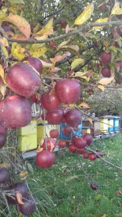 Miód z własnej pasieki,Dostawa gratis