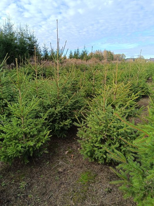 Choinki z własnej plantacji