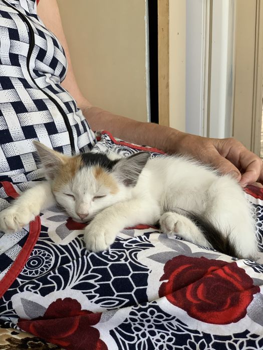 Милая, нежная, тактильная кошечка 1,5-2 месяца