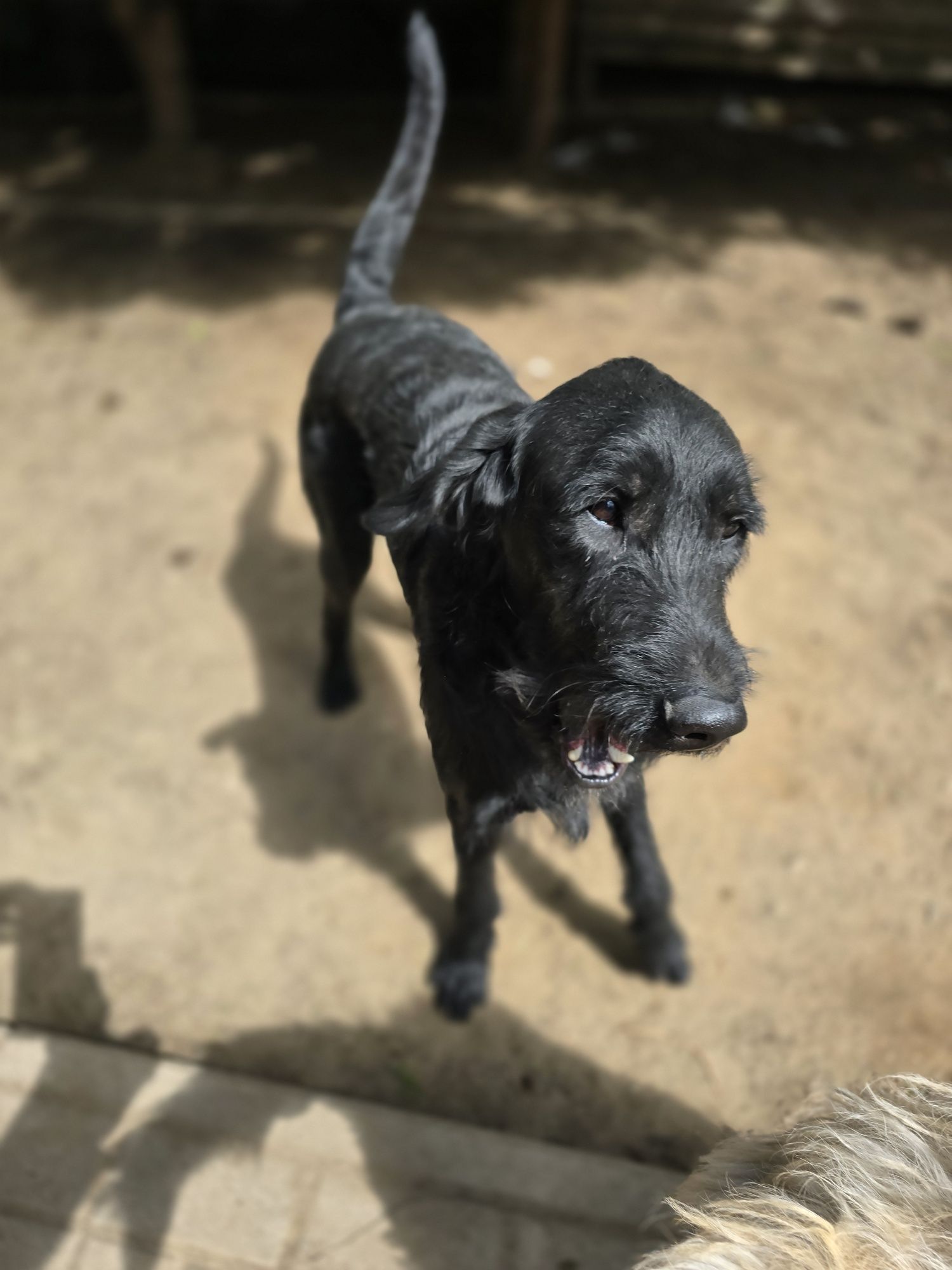Labradoodle/ chłopczyk