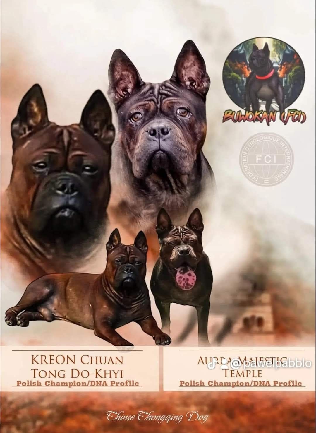 Chongqing Dog FCI