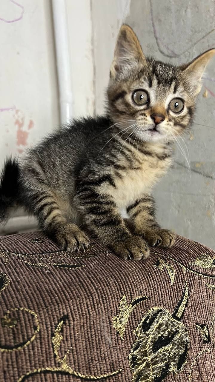 Отдам_ котята_ кошки_ луша