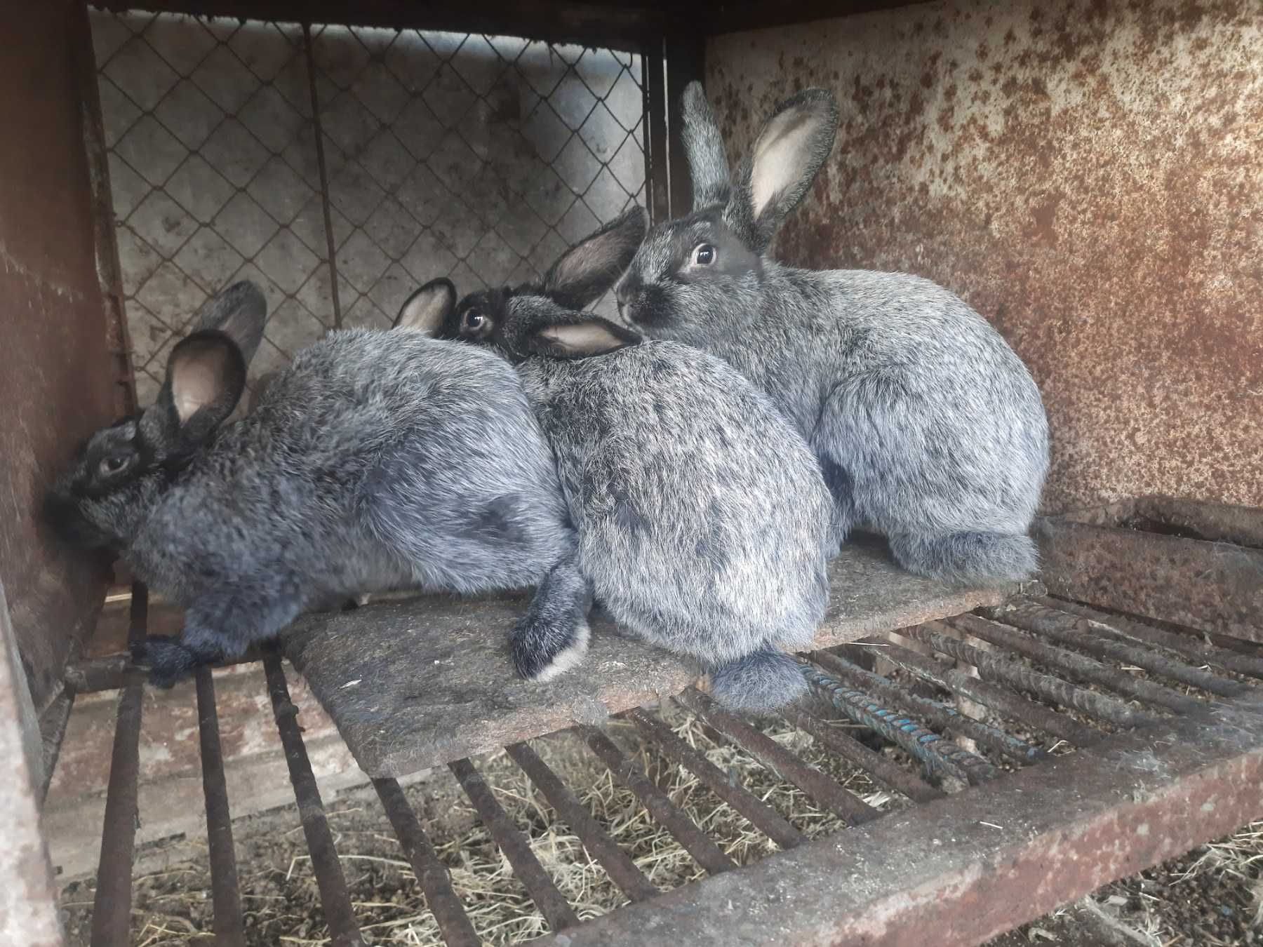 Кролики полтавске серебро