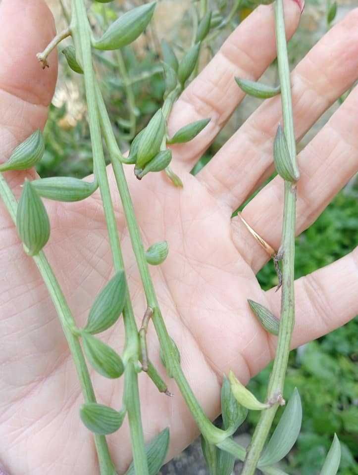 Planta natural,Colar de Melancia” (Curio herreanus,Senecio herreanus).