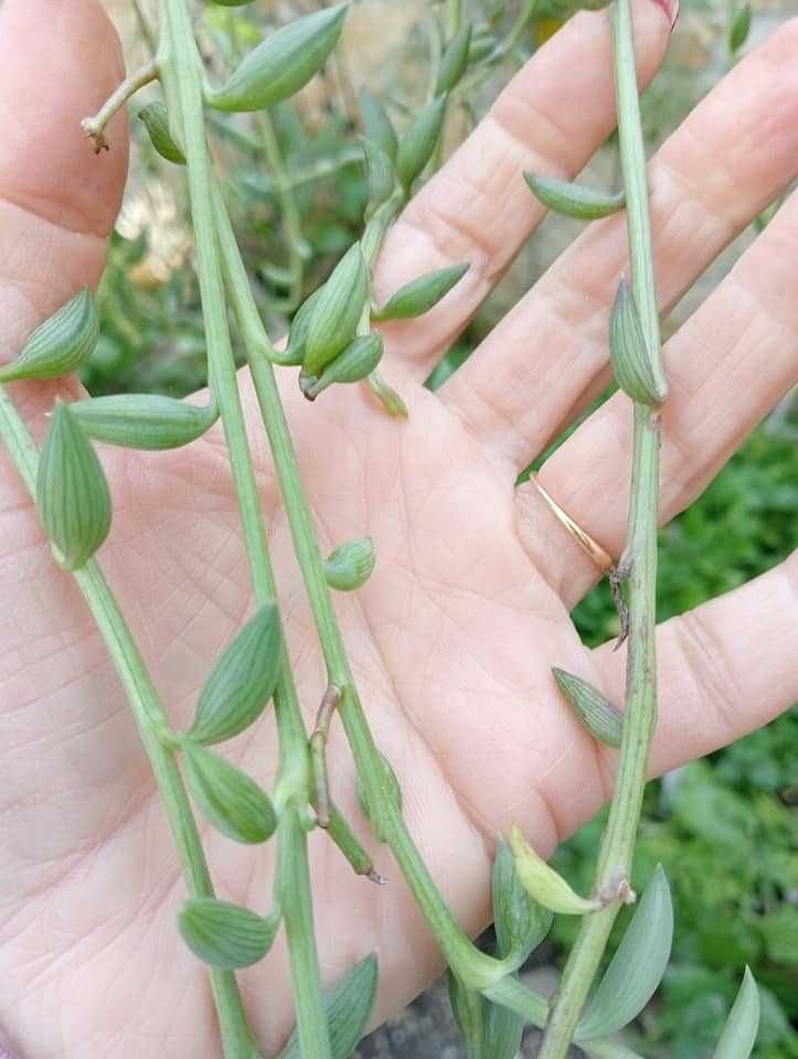 Planta natural, colar-de-pérolas, cordão-de-ervilhas e rosário