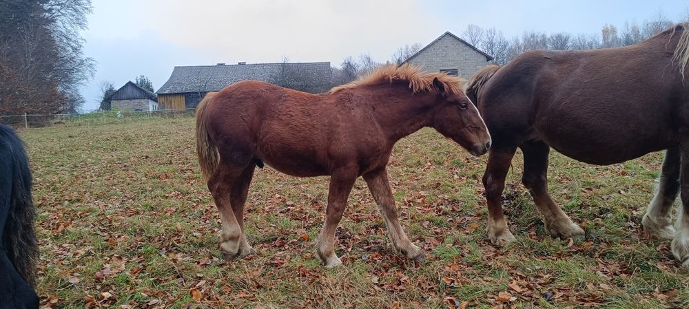 Sprzedam  źrebaki woj Podkarpackie