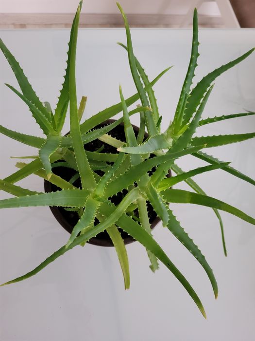 Aloes 4 sadzonki