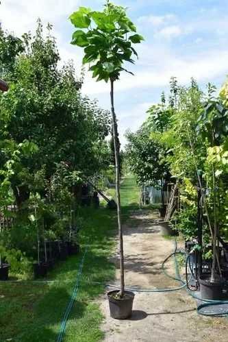 Surmia bignoniowa Nana Katalpa Catalpa 1,5m - 2,3m