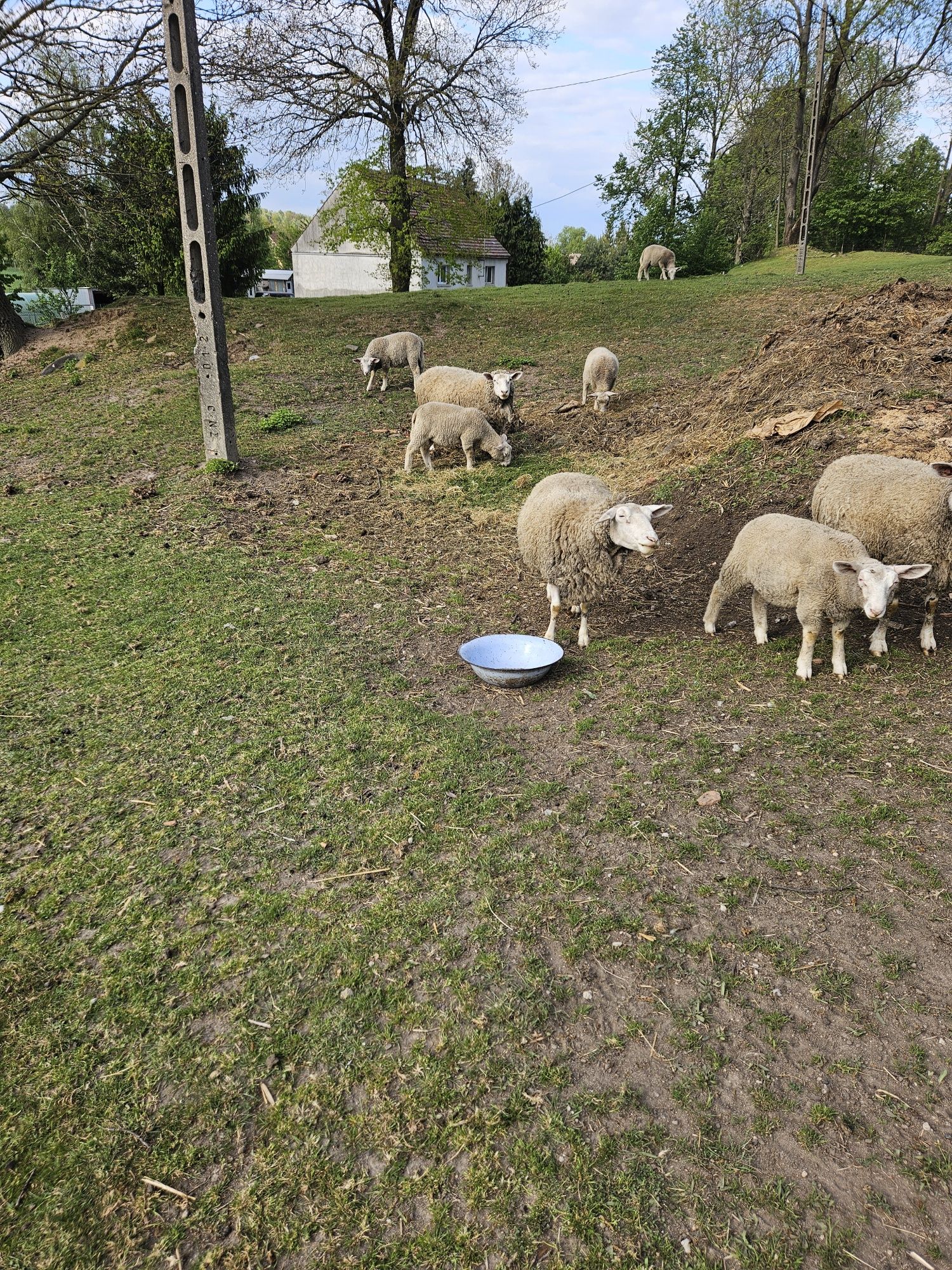 Jagnięta owce. Zapraszam