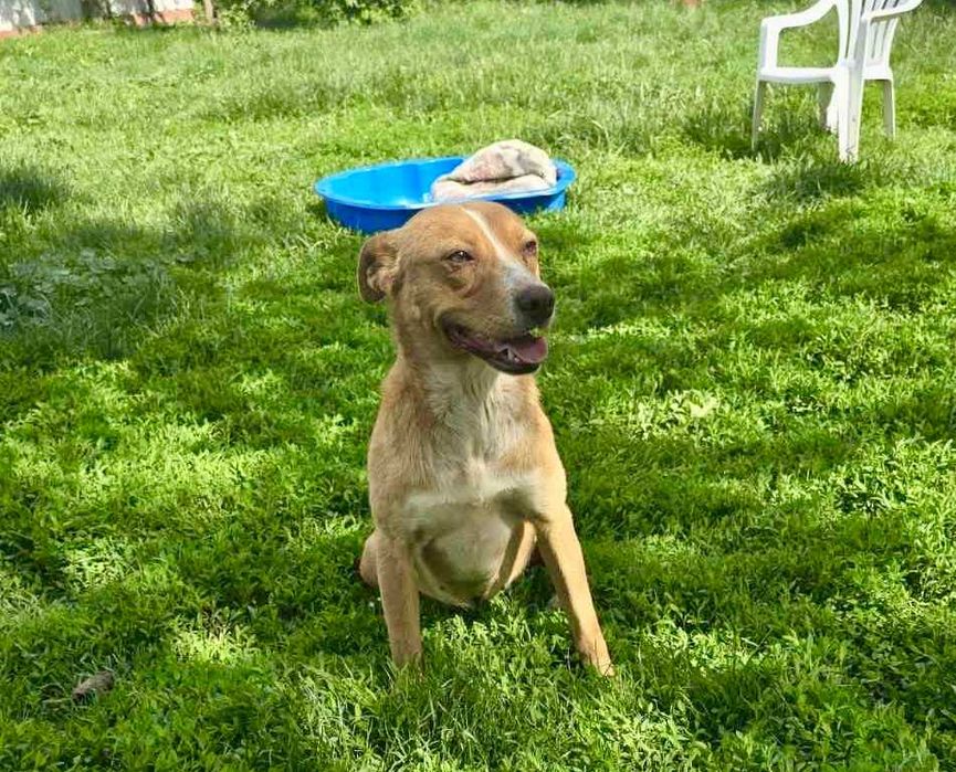 LEJLA 1,5 roczna drobna 8 kg  sunia znaleziona na ulicy w Bułgarii