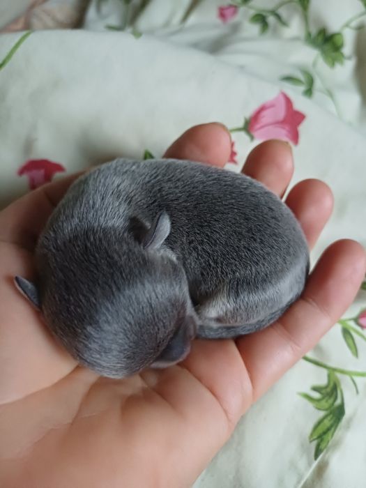 Чіхуа хуа маленькі цуцики.