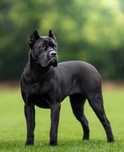 Cane Corso ZKwP/FCI / oddział Wrocław