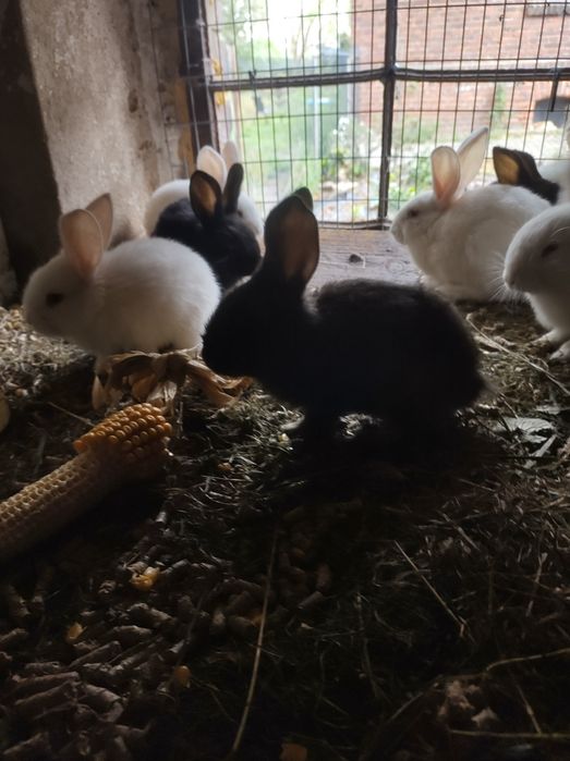 Młode króliki termondzkie i mieszance