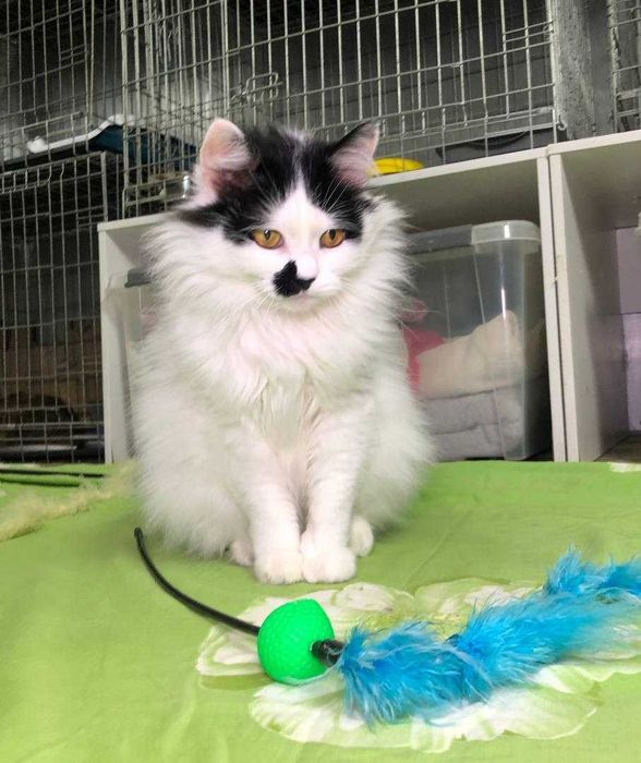 РОЗКІШНИЙ котик Матрос, лагідний, товариський муркотун!