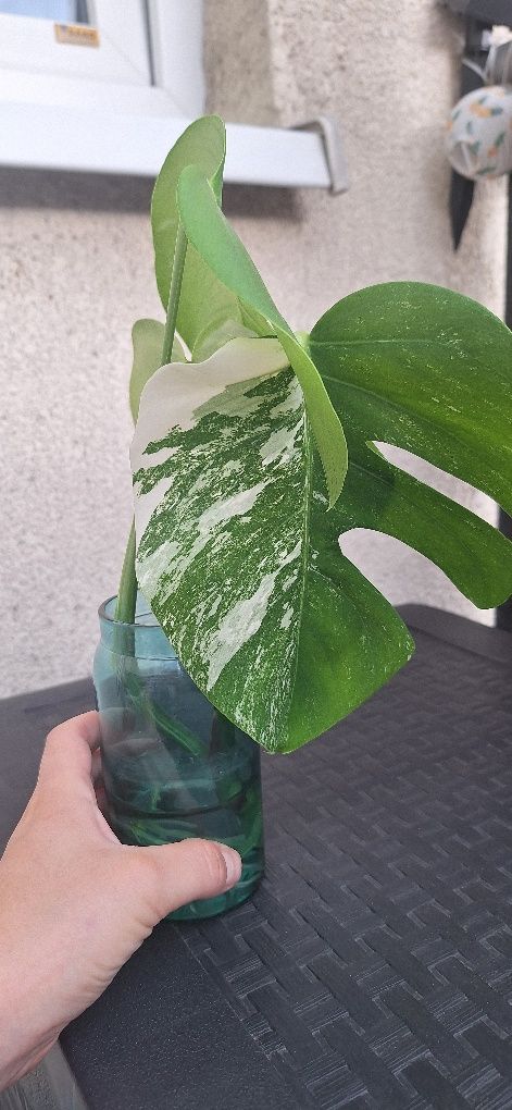 Monstera variegata 3 listny szczyt ukorzeniona