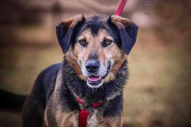 Oskar - cudowny psiak, szuka swojego domu - adopcja