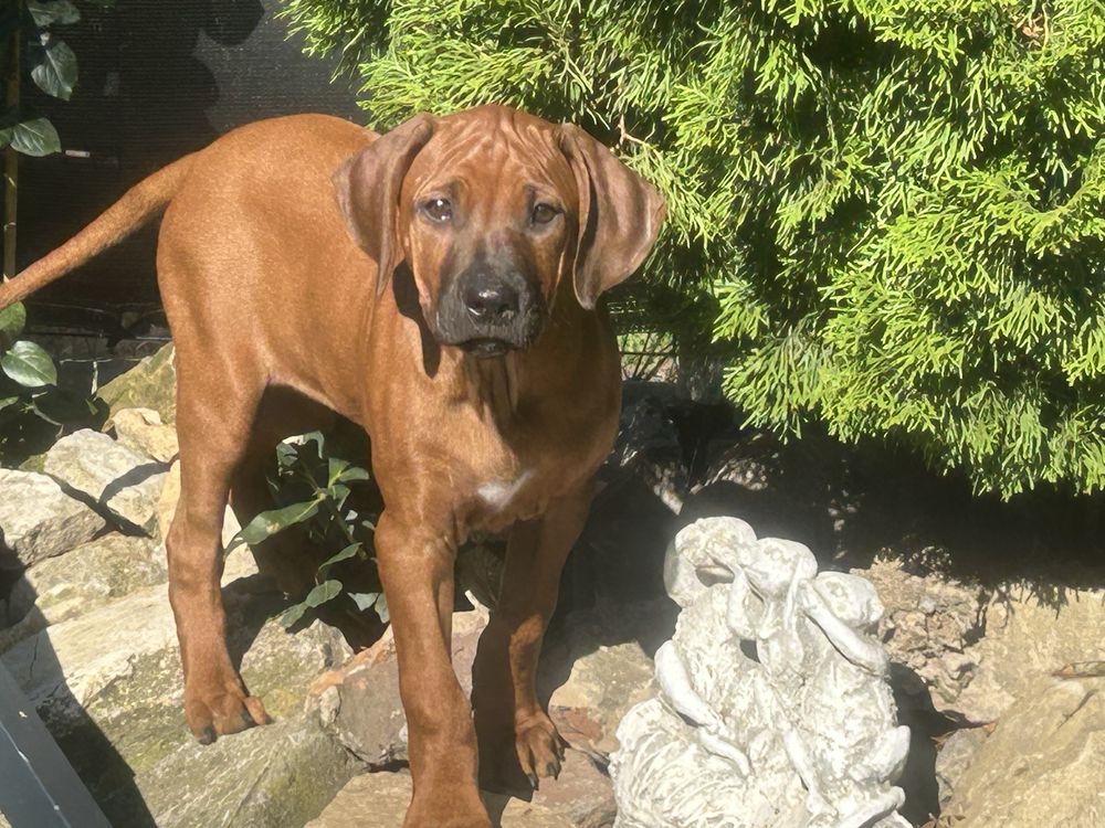 Rhodesian ridgeback - dwie ostatnie suczki