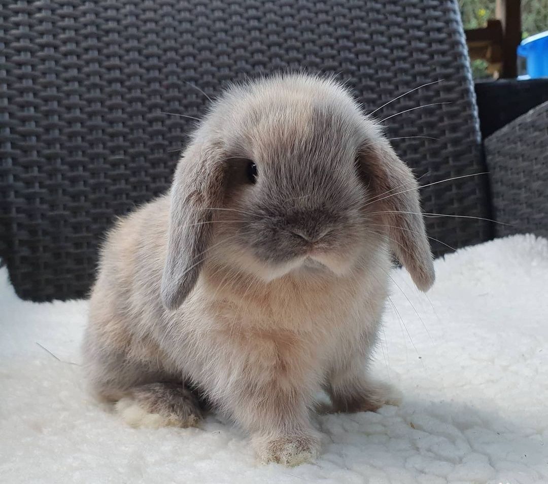 KIT Coelhos anões orelhudos, mini lop adoráveis e muito brincalhões