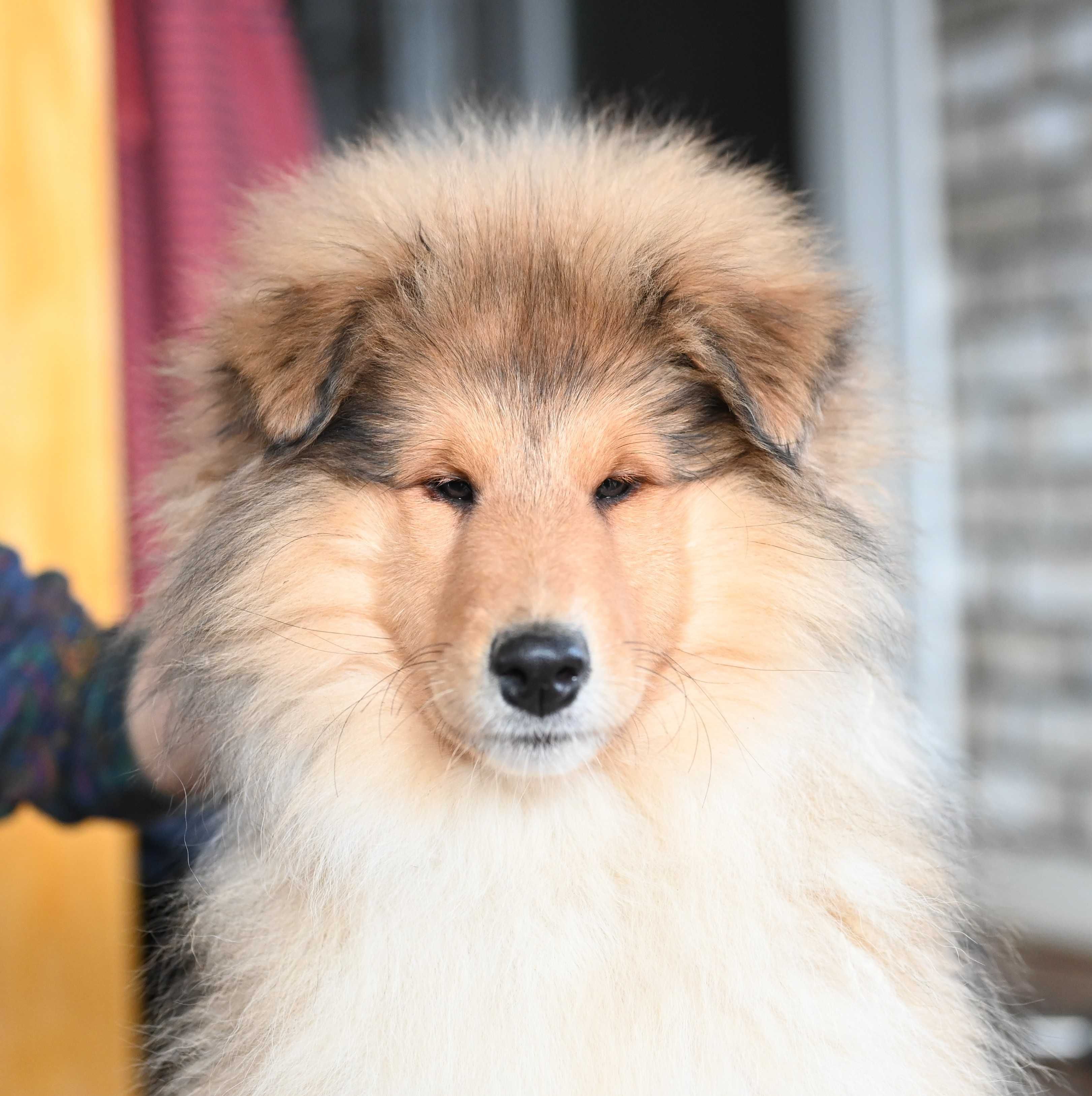 Sunia śniada w In Pleno - owczarek szkocki collie - FCI ZKwP (Lassie)