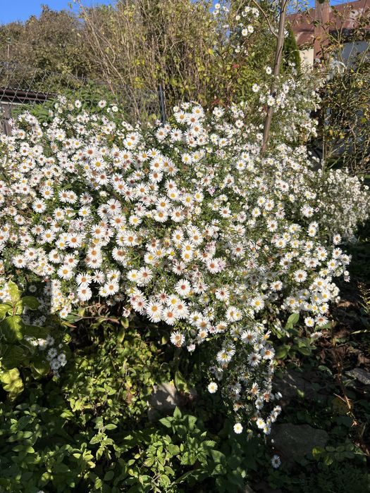 Astry jesienne marcinki wysokosc 170 cm