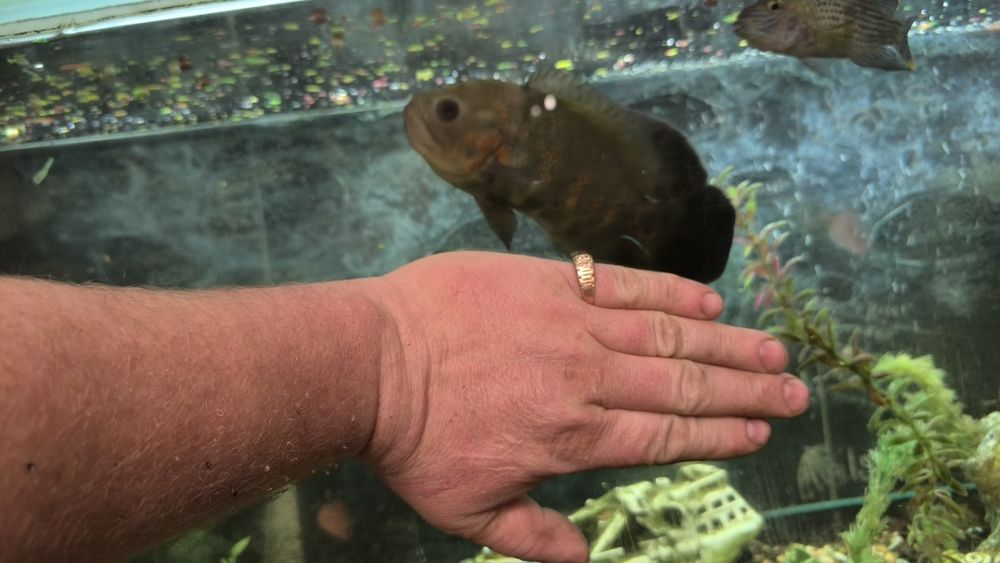 Срочно продам Астронотус