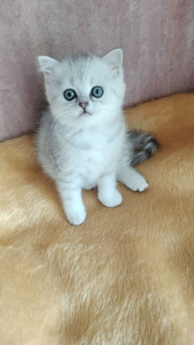 Кошенята дівчинка гарнюся
