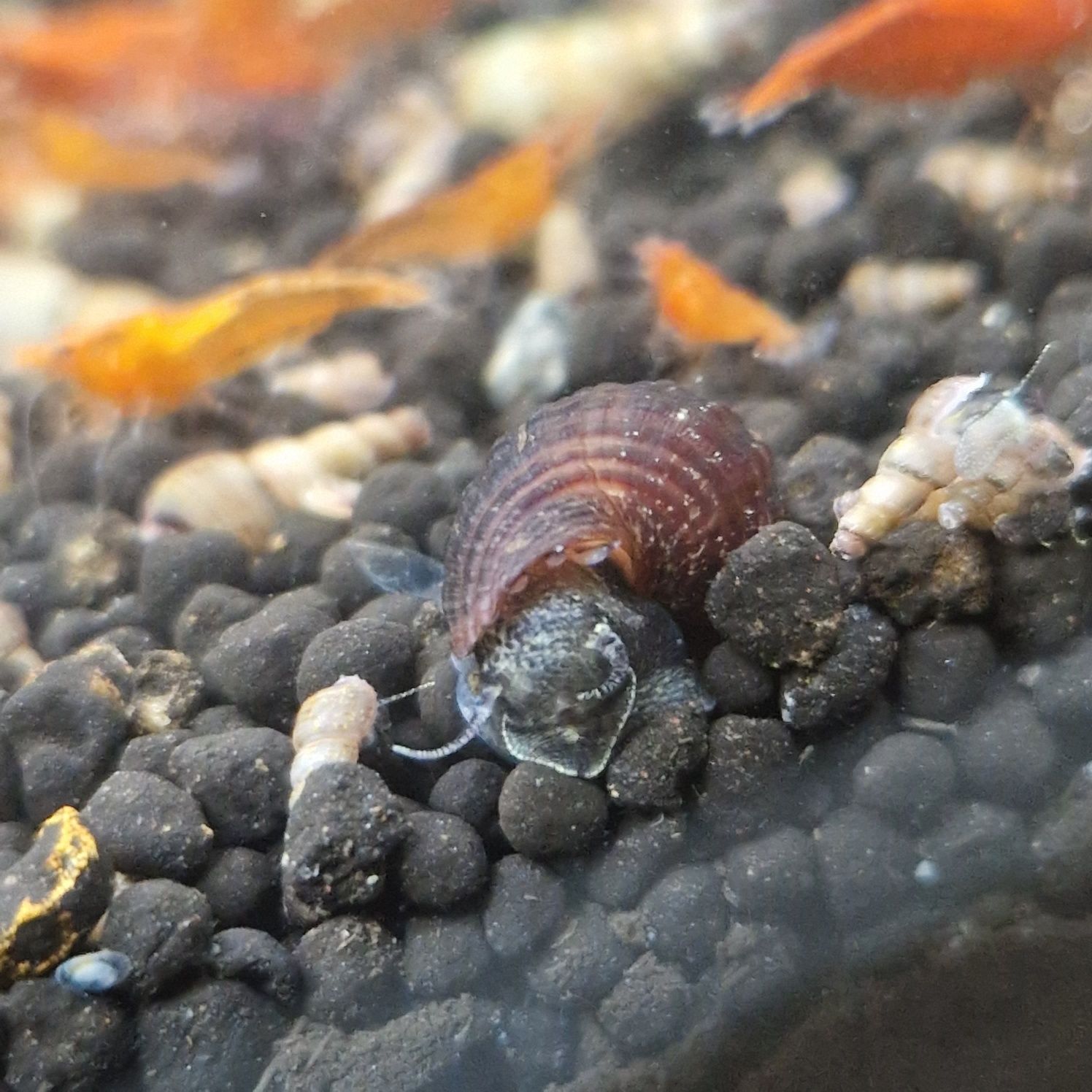 Caracol Tylomelania sp. Mini Carbo