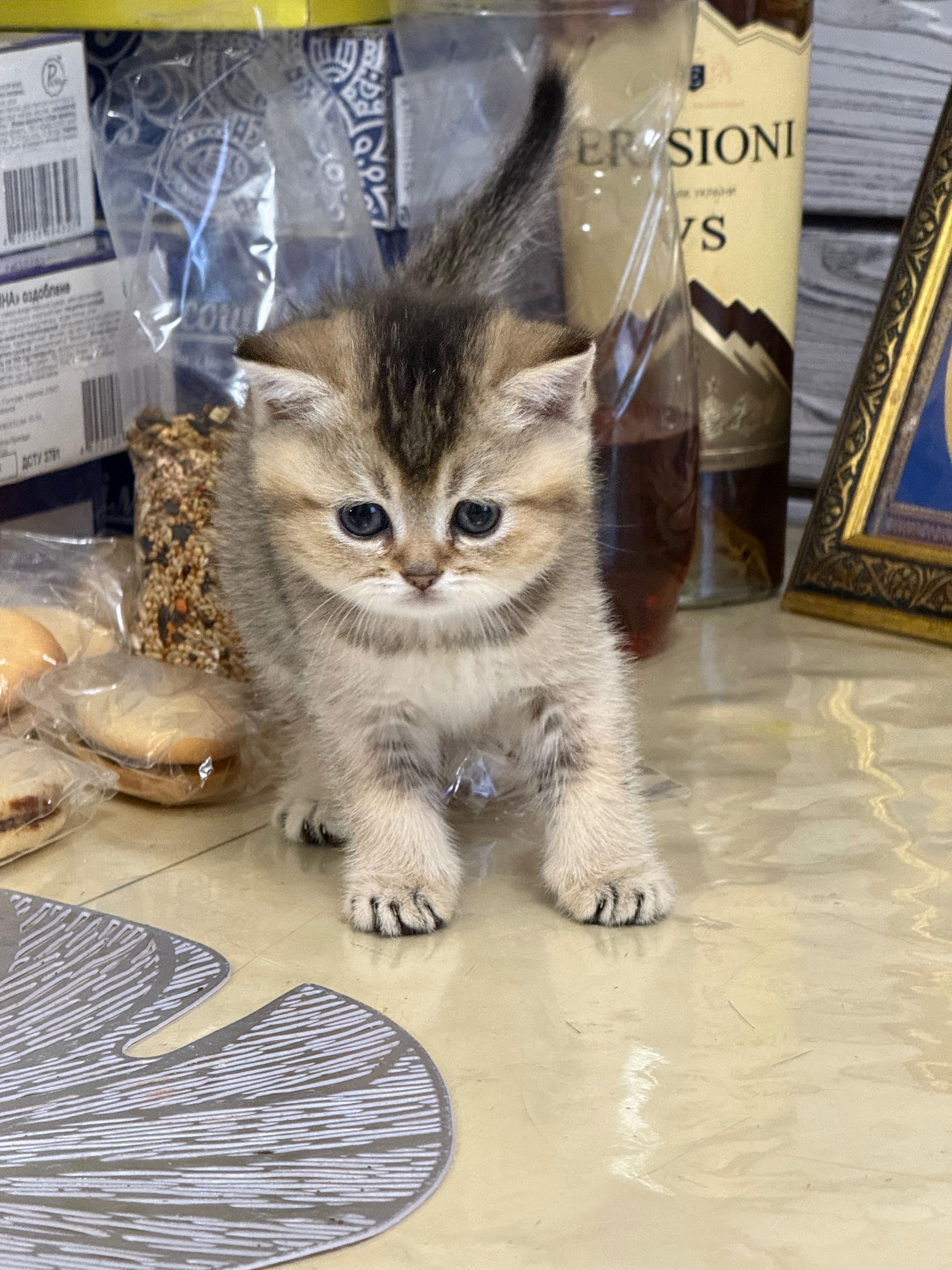 Шотландські кошенята