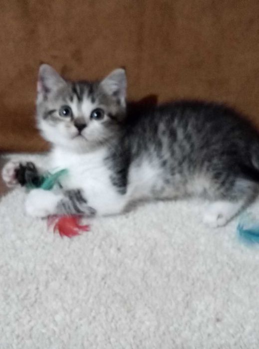 Шотландский породистый котенок