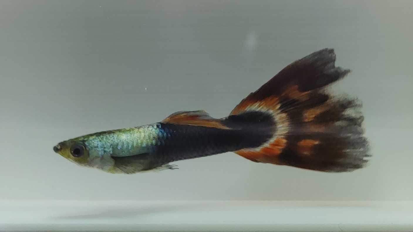 Guppy Tuxedo (macho e fêmea)