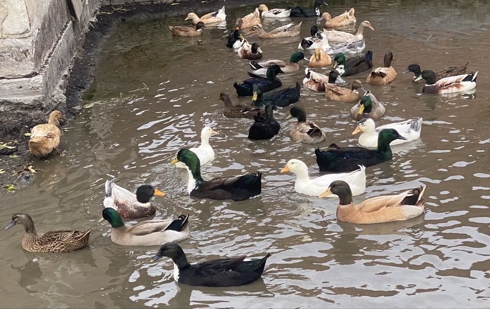 Sprzedam tegoroczne kaczki różne rodzaje