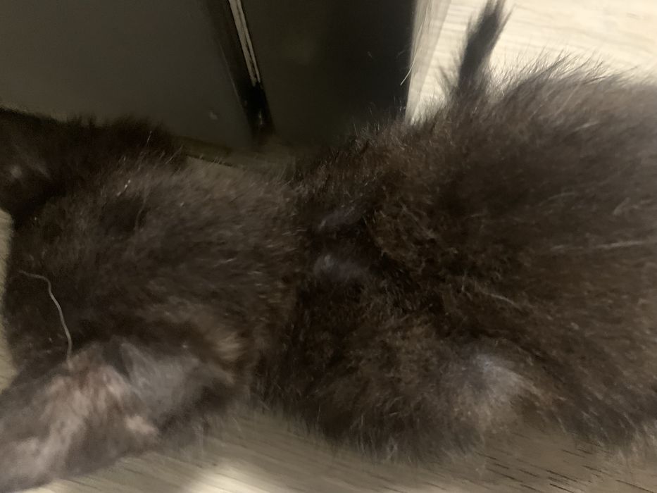 Котеня хлопчик шукає родину